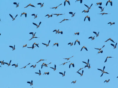brent geese 2.jpg