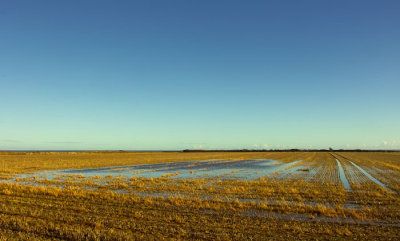field in winter .jpg