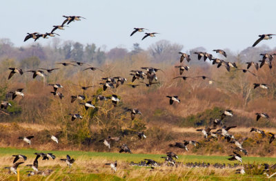 brent geese landing.jpg