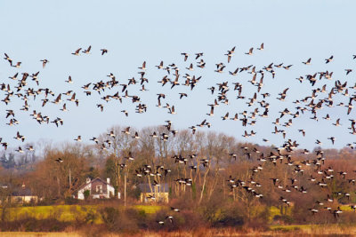 brent geese 1.jpg