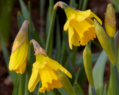 daffodil buds.jpg