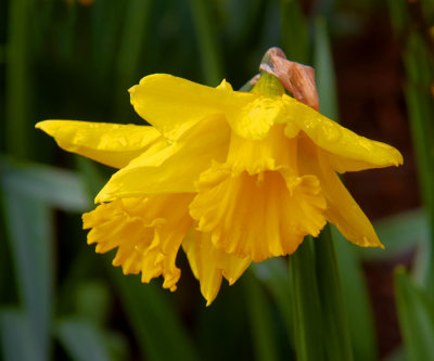 daffodil 1.jpg