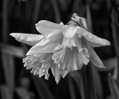 daffodil 2.jpg