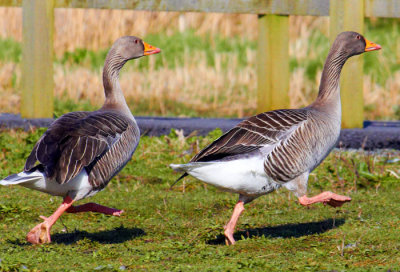 greylag geese 2.jpg
