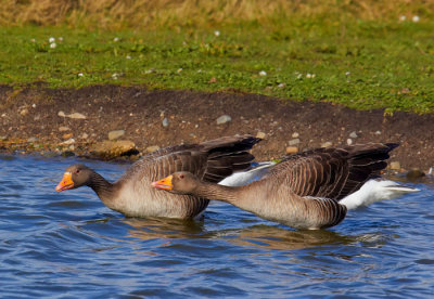 greylag geese 3.jpg