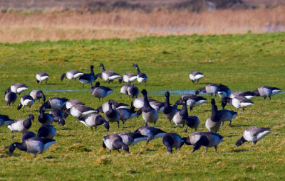 grazing brent geese 2.jpg