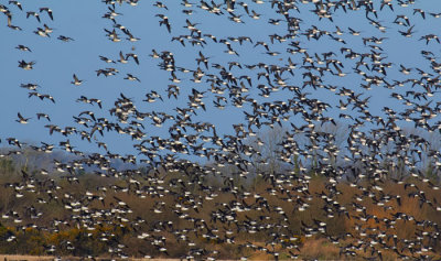 flock of brent geese 2.jpg