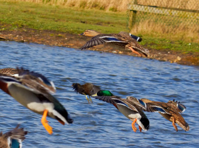 flying ducks 2.jpg