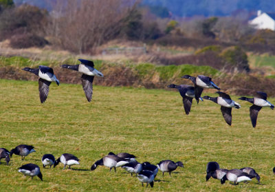 brent geese 4.jpg