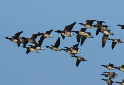 brent geese.jpg