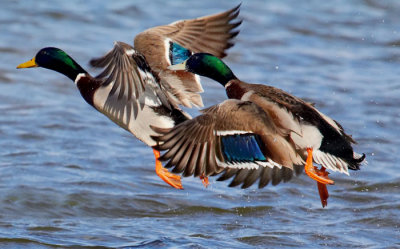 flying ducks 1.jpg