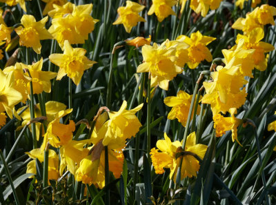 daffodils
