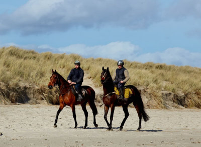 horses training 3.jpg