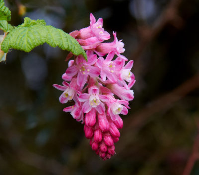 flowering currant 1.jpg