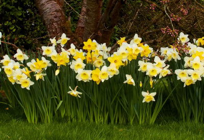 daffodils