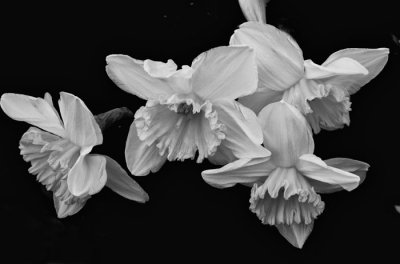 daffodils