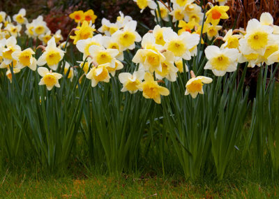 daffodils 