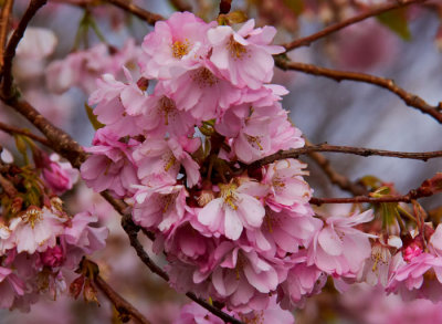 cherry blossom 2.jpg