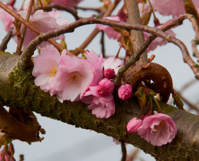 cherry flowers 3.jpg