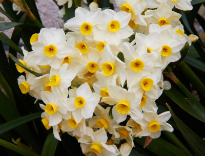daffodils 11.jpg