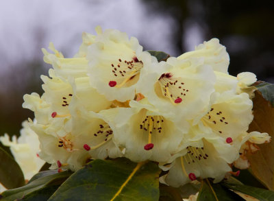 white rhodendron2.jpg