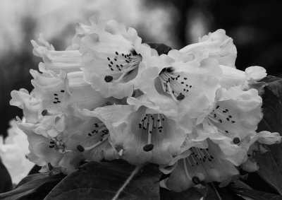 rhododendron.jpg