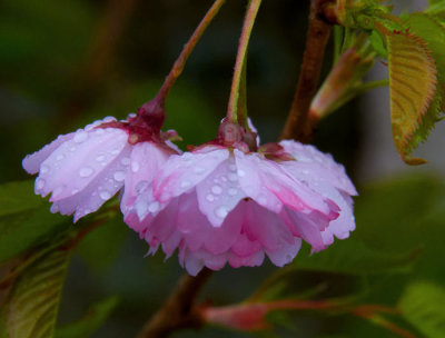 raindropa on cherry blossom.jpg