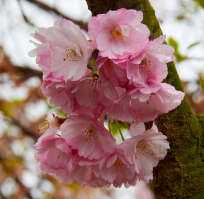 pink cherry blossom 3.jpg