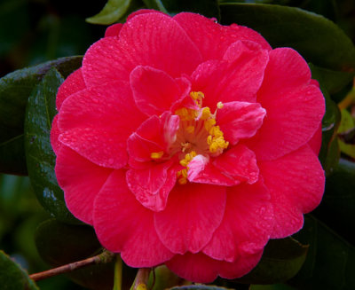 camelia.jpg