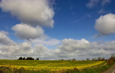 oilseed rape and clouds.jpg