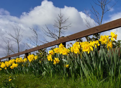 roadsisde daffs 2.jpg