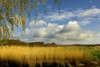 reeds and clouds 3.jpg