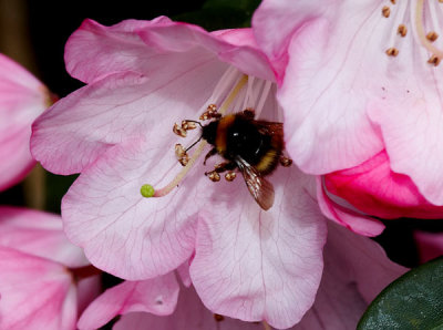 bee on rhododendron.jpg