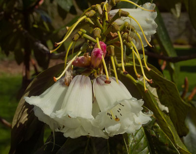 white rhodebndron flower.jpg