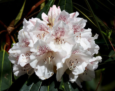 white rhododendron 1.jpg