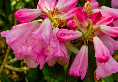 raindrops on flower 1.jpg