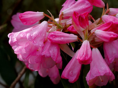 pink rhodo.jpg