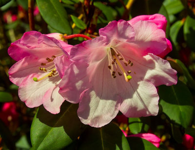 pink rhododendron.jpg