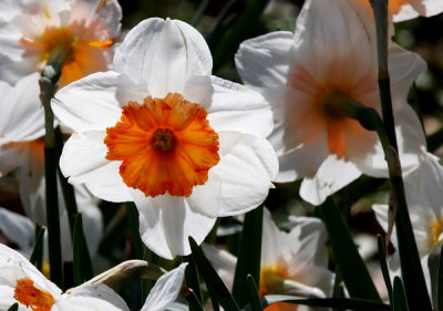 white daffodils.jpg