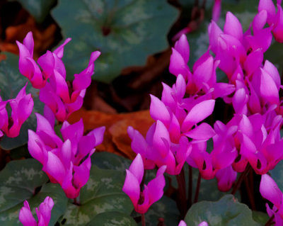 purple flowers.jpg