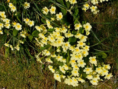 primroses.jpg