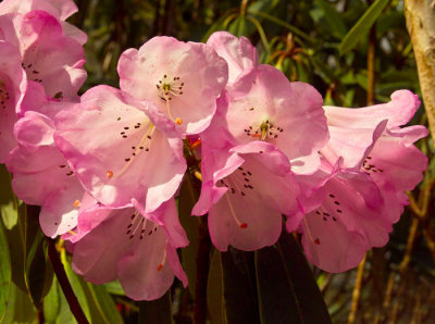 pink rhodendron 8.jpg