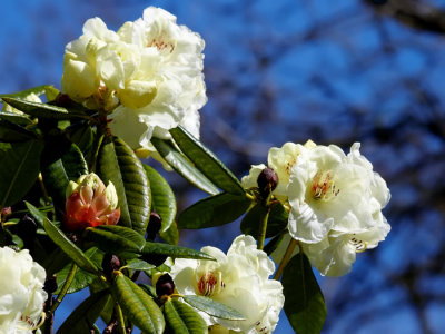 white rhodendron flowers.jpg