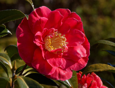 camelia 2.jpg