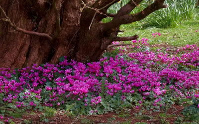wild puple flower 3.jpg