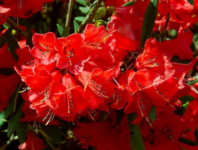 red rhododendron 3.jpg