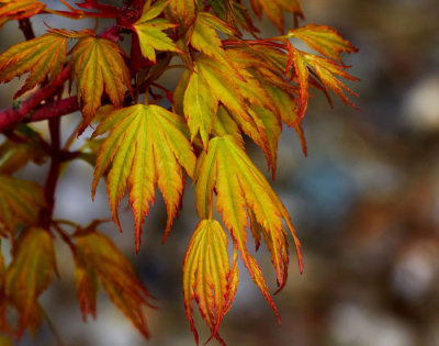 young maple leaves.jpg