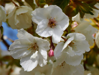 white cherry blossom.jpg