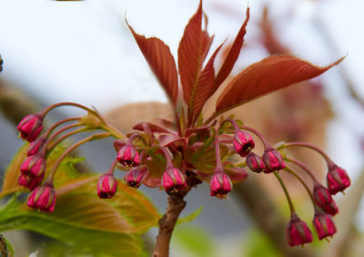 cherry blossom 1.jpg