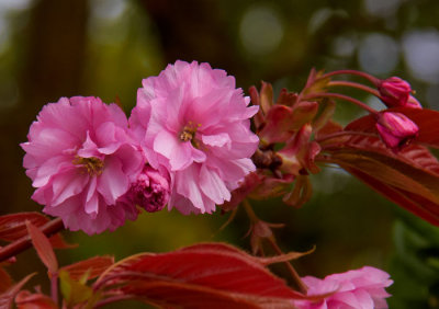 pink cherry blossom.jpg